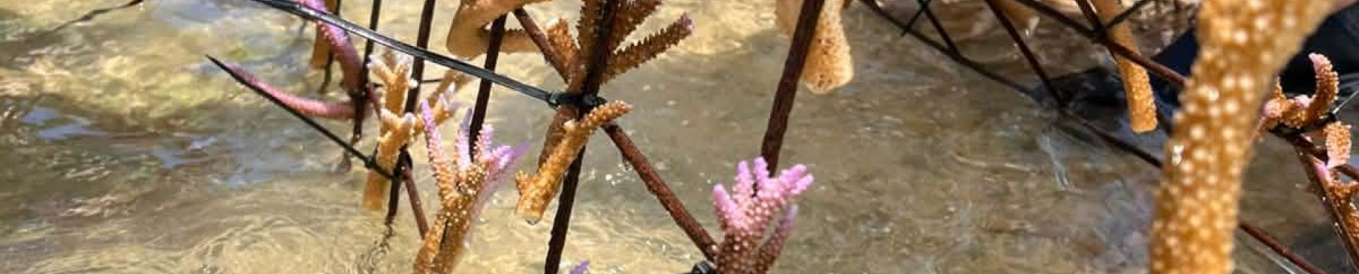 Coral Replanting