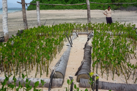 Mangrove Protection in Niue