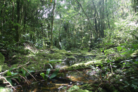 Mangrove Protection in Cook Islands