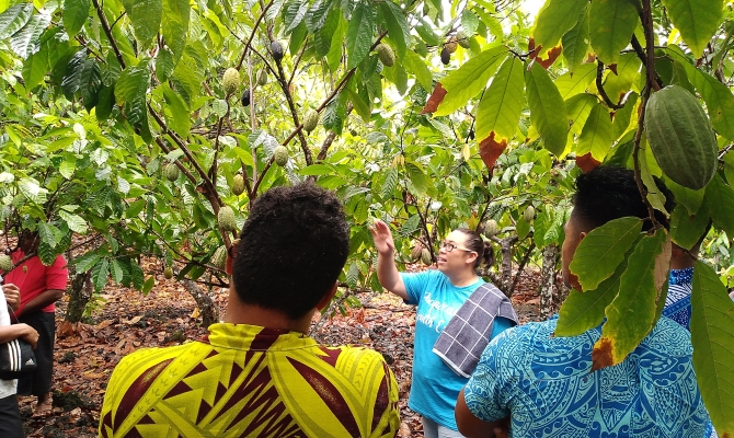 koko farmers
