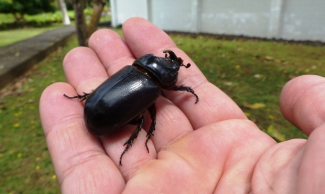 Coconut Rhinoceros Beetle_SPREP