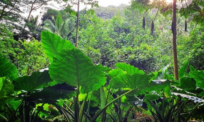 Photo by Diane McFadzien