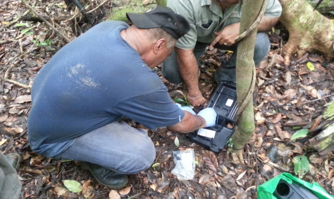 Setting Traps in Mt Talau, Tonga