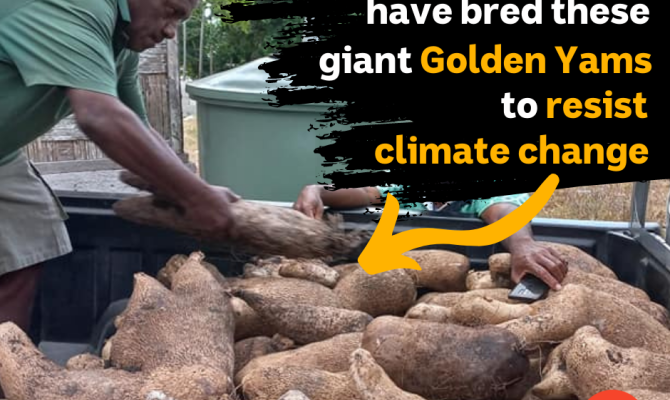 Vanuatu's golden yams