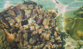 Coral_Photo credit - D. McFadzien