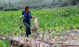 Pacific and Koronivia Pavilion