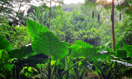 Photo by Diane McFadzien