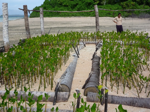 Mangrove Protection in Tuvalu