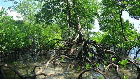Urban Green Spaces Initiative - Port Moresby